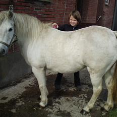 Welsh Pony af Cob-type (sec C) mille 