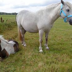 Welsh Pony af Cob-type (sec C) mille 