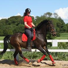 Dansk Varmblod Swan-Lee <3 tidligere hest :'/