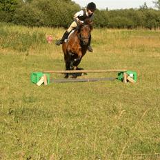 Anden særlig race Nikita *SOLGT*