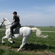 Anden særlig race Shadow Himmelhest