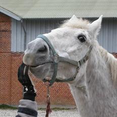 Anden særlig race Shadow Himmelhest