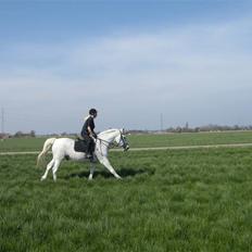 Anden særlig race Shadow Himmelhest