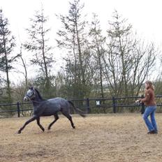 Anden særlig race Why Not