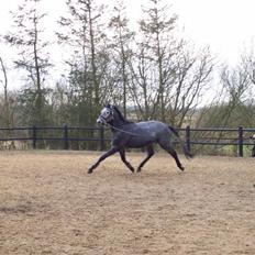 Anden særlig race Why Not