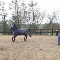 Anden særlig race Why Not