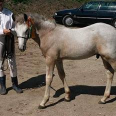Connemara Skærgårdens Silver Night