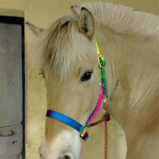 Fjordhest Ceres Mørk * SOLGT *