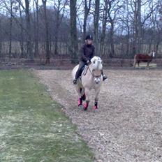 Fjordhest Ceres Mørk * SOLGT *