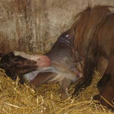 Welsh Partbred (Sec F) Xenobia