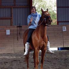 Arabisk fuldblod (OX) GHAZAL AL BAHIR. VINDENS SANG