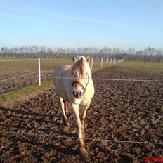 Fjordhest Pepsi *solgt*
