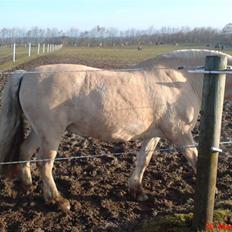 Fjordhest Pepsi *solgt*