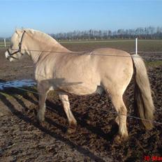 Fjordhest Pepsi *solgt*