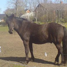 Anden særlig race Shadow