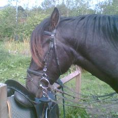 Anden særlig race Shadow