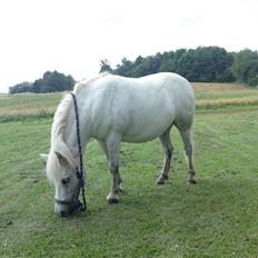 Anden særlig race Mickey mouse