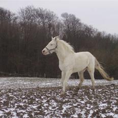 Palomino Capo´s Magnolia 