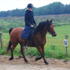 Anden særlig race Rocky