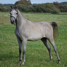 Arabisk fuldblod (OX) DY Faheema