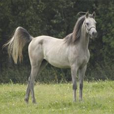 Arabisk fuldblod (OX) DY Faheema