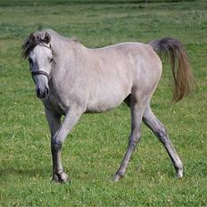 Arabisk fuldblod (OX) DY Faheema