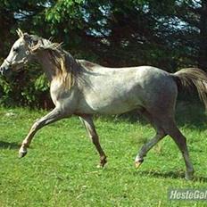 Arabisk fuldblod (OX) Jamal al din