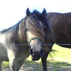 Anden særlig race Lille Gut Solgt