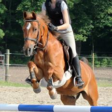 Anden særlig race Piccolo