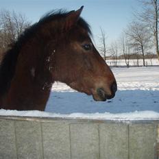 Anden særlig race complet (solgt)