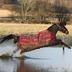 Anden særlig race  Quick Star¤solgt&savnet¤
