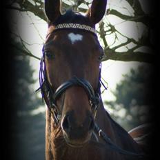 Dansk Varmblod Melissa