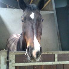 Anden særlig race Eter Solgt /: