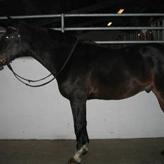 Anden særlig race Eter Solgt /: