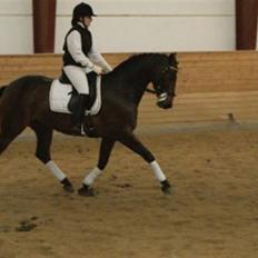 Dansk Varmblod Melissa