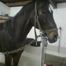 Anden særlig race Eter Solgt /: