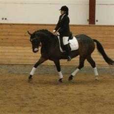 Dansk Varmblod Melissa