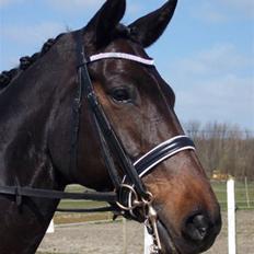 Dansk Varmblod Jakas Rodesia