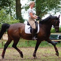 Dansk Varmblod Jakas Rodesia