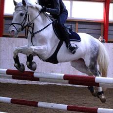 Hollandsk Sportspony  JUANOS (JOENS) <3