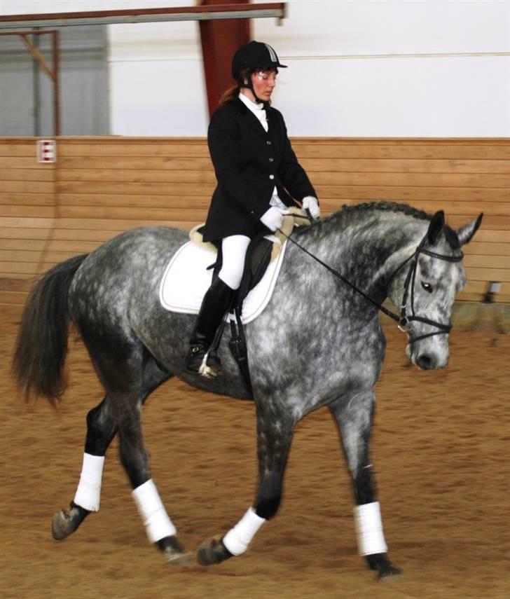 Trakehner Amadeus Stald Falkenberg   - Himmelhest billede 10