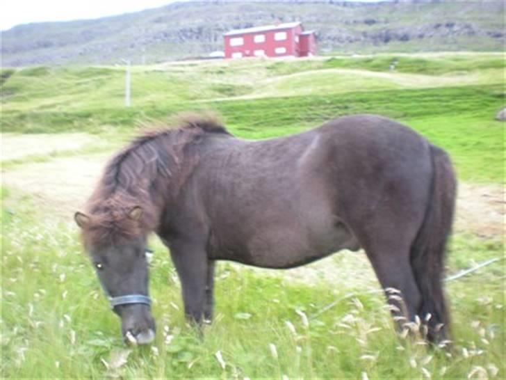 Færøsk hest sylvi billede 6