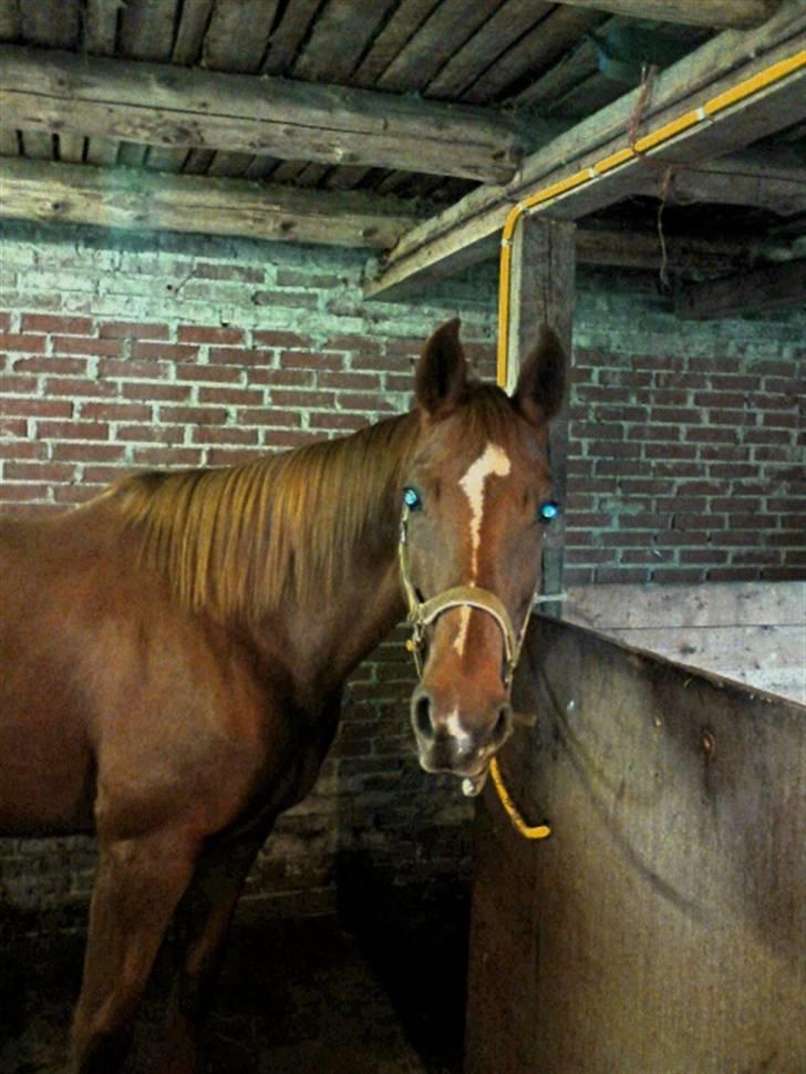 Anglo Araber (AA) Lille Daugårds Prinsesse (R.I.P) - Efterår 2009 billede 11