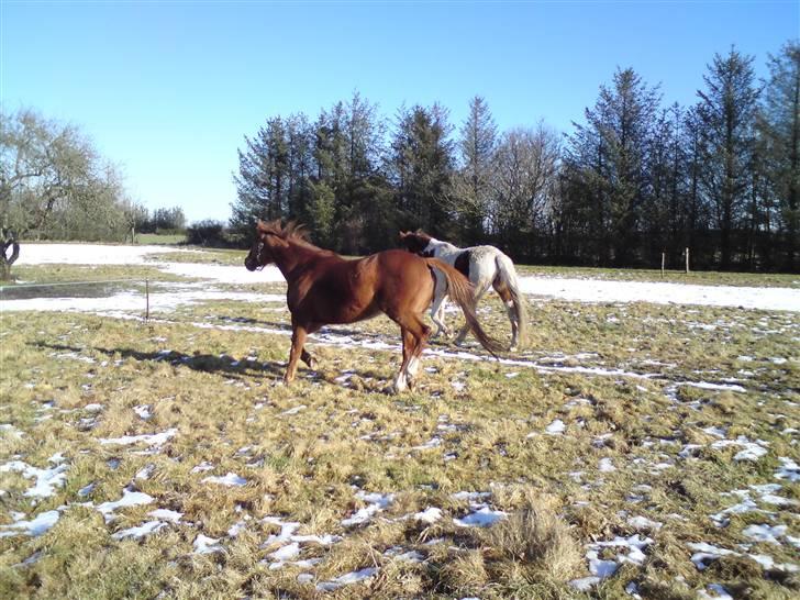 Anglo Araber (AA) Lille Daugårds Prinsesse (R.I.P) - Vinter 2009/2010 billede 12