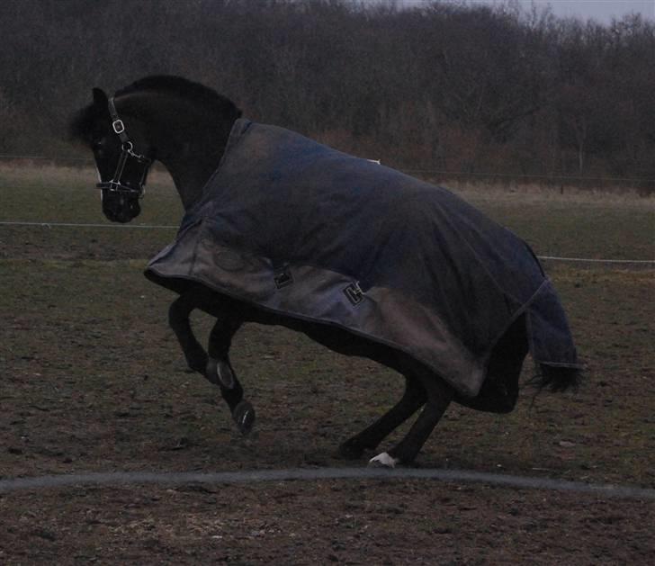 DSP Bæklunds Capone A-PONY - ´ JEG KAN ALTSÅ GODT VÆRE VILD 8D´ Foto: mig billede 14