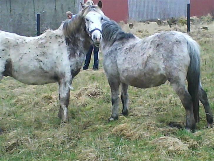 Anden særlig race Kabic  *solgt* - Kabic og hans mor Bianci, efter de blev flyttet til Veldbæk =) billede 2
