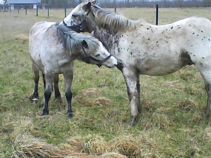 Anden særlig race Kabic  *solgt* - Kabic og hans mor Bianci, efter de blev flyttet til Veldbæk =) billede 3