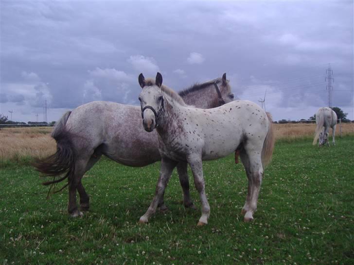 Anden særlig race Kabic  *solgt* - Kabic ude på marken sommeren 2008 billede 4