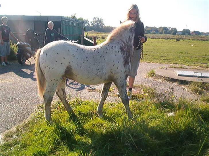 Anden særlig race Kabic  *solgt* - Kabic der lige er ankommet til marken på østerbyvej sommeren 2008 billede 5