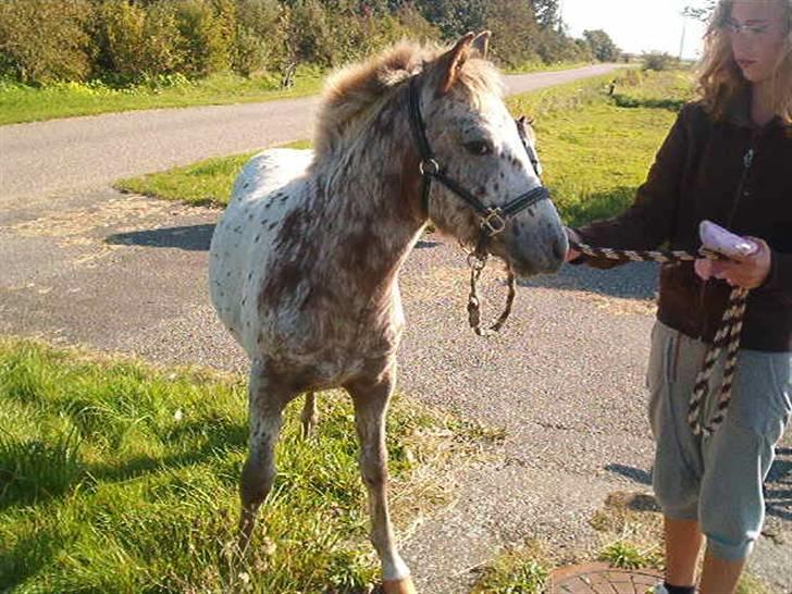 Anden særlig race Kabic  *solgt* - Kabic der lige er ankommet til marken på østerbyvej sommeren 2008 billede 6